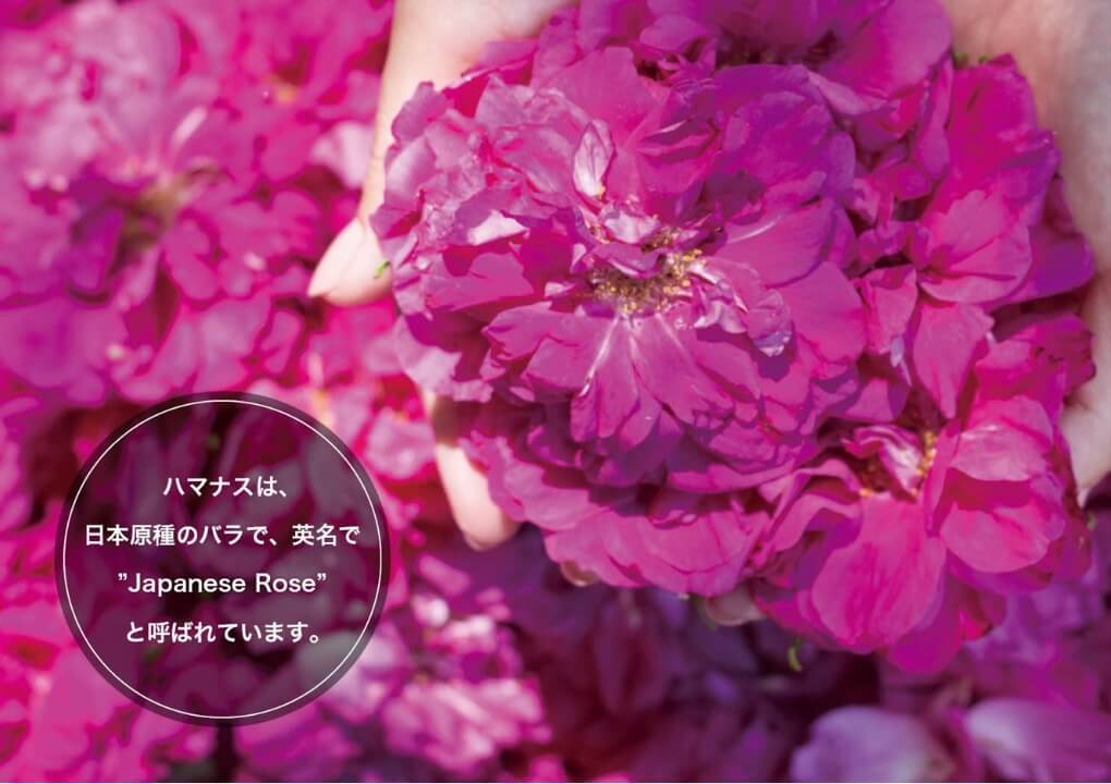 ● ロサ・ルゴサ スキンケアシリーズでは、北海道浦幌町で無農薬無肥料栽培されたハマナスから抽出された芳香蒸留水とエキスを 主成分にしています。 ハマナスは、日本原種のバラで、英名で”Japanese Rose”と呼ばれています。